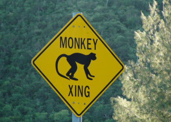 Невис остров, Сент-Китс и Невис, фото № 71543 – фотографии Сент-Китс и Невис