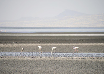 Солёное озеро Натрон, расположенное на севере Танзании – фотографии Танзании