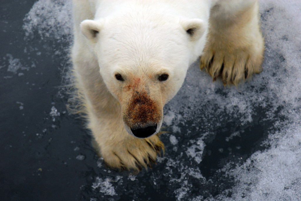 Белый обитатель Земли Франца-Иосифа – фотографии России