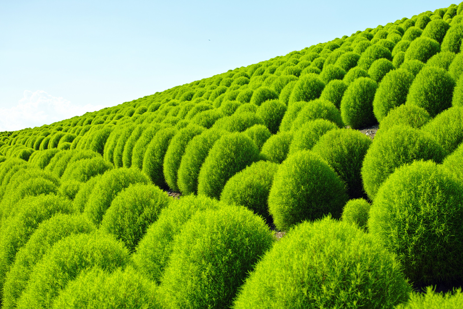 Парк Хитачи-Сисайд в Японии. Фото 5 – фотографии Японии