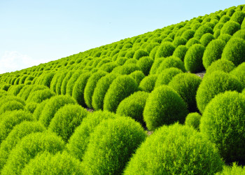 Парк Хитачи-Сисайд в Японии. Фото 5 – фотографии Японии