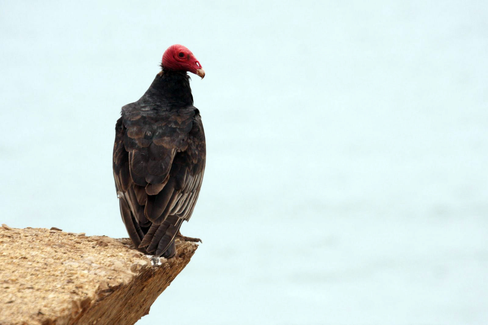 Птица в заповеднике Паракас – фотографии Перу