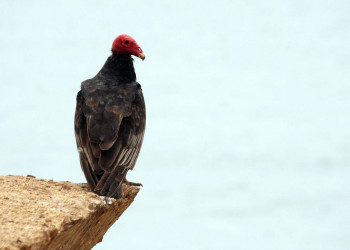 Птица в заповеднике Паракас – фотографии Перу