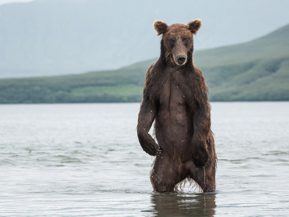 Медведь-модель позирует фотографу – фотографии России