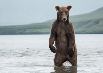 Медведь-модель позирует фотографу – фотографии России