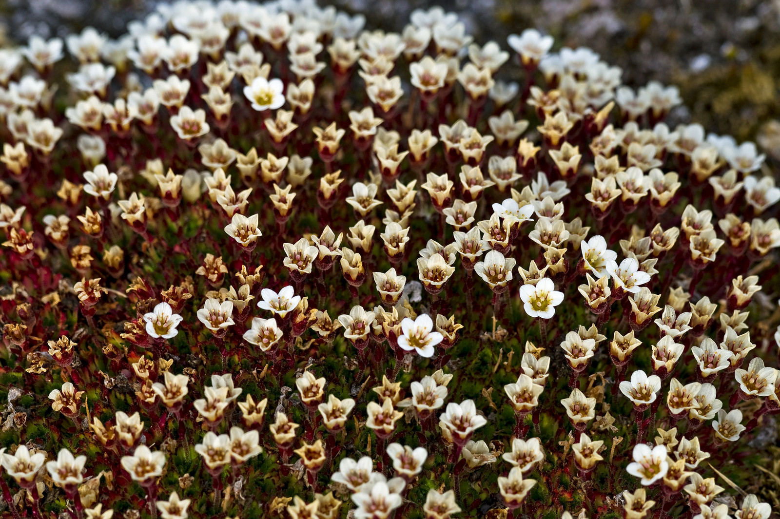 Рестительность острова Гукера, Земля Франца-Иосифа. Фото 1 – фотографии России