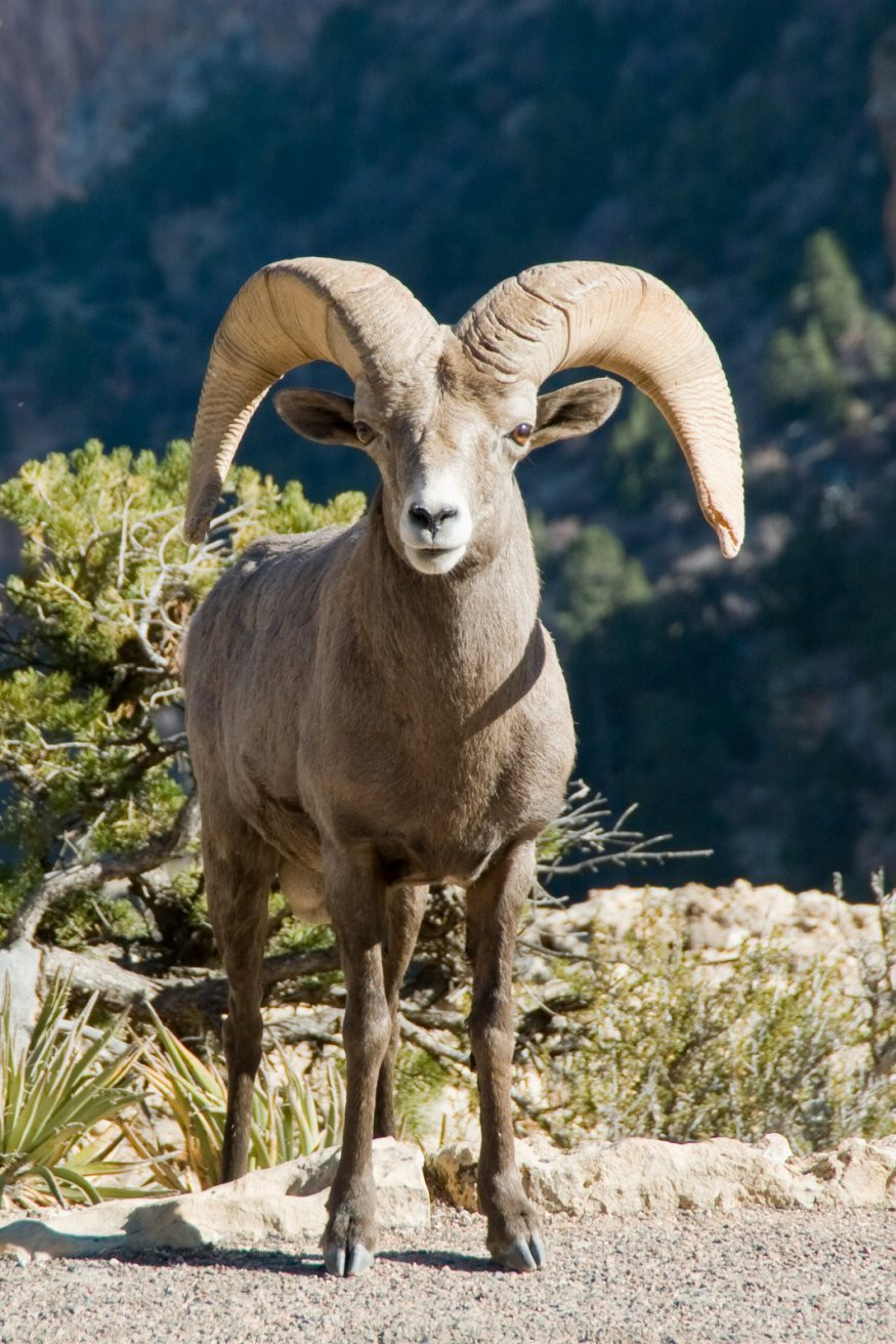 Гранд-Каньон Национальный парк, Аризона штат, США, фото № 67804 – фотографии США