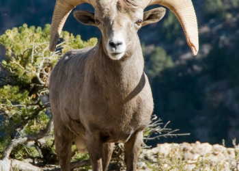 Гранд-Каньон Национальный парк, Аризона штат, США, фото № 67804 – фотографии США