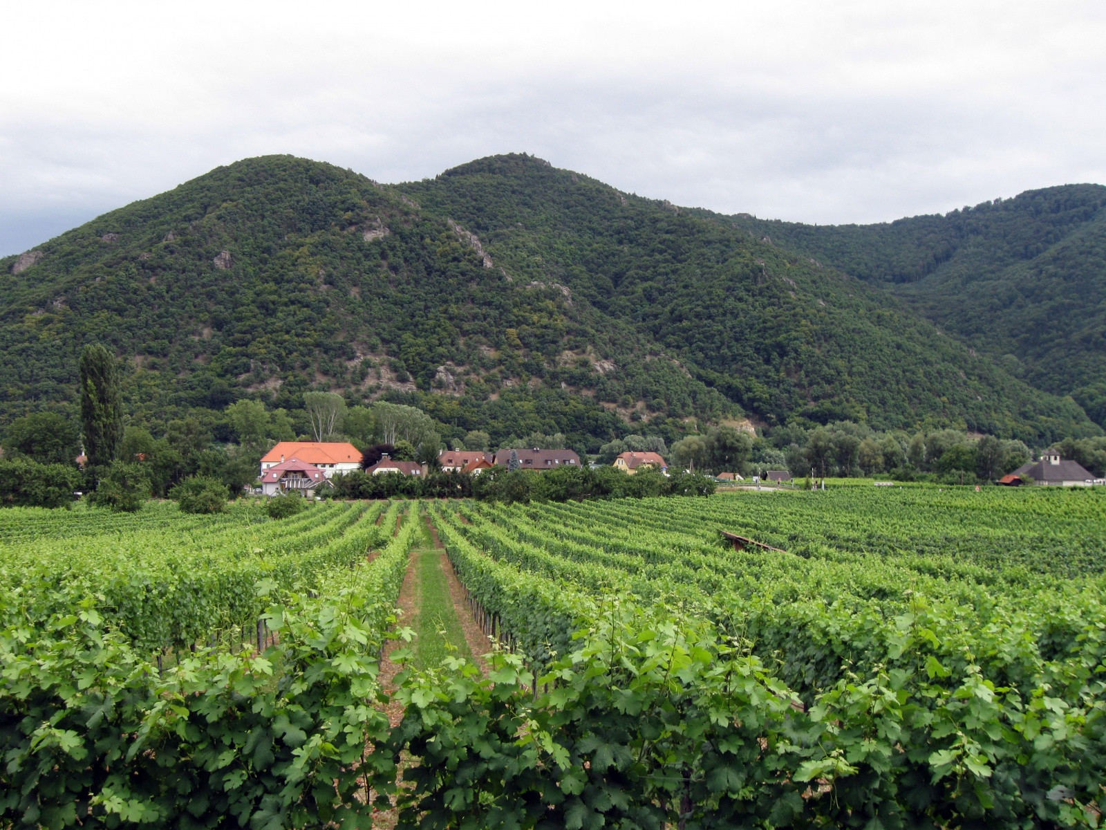 Местные виноградники – фотографии Австрии