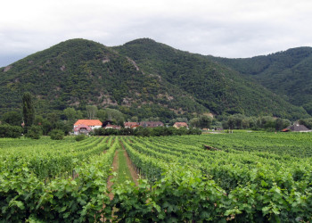 Местные виноградники – фотографии Австрии