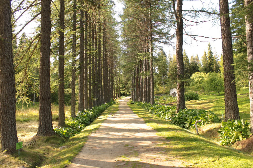 Ботанический сад на Большом Соловецком острове. Фото 1 – фотографии России
