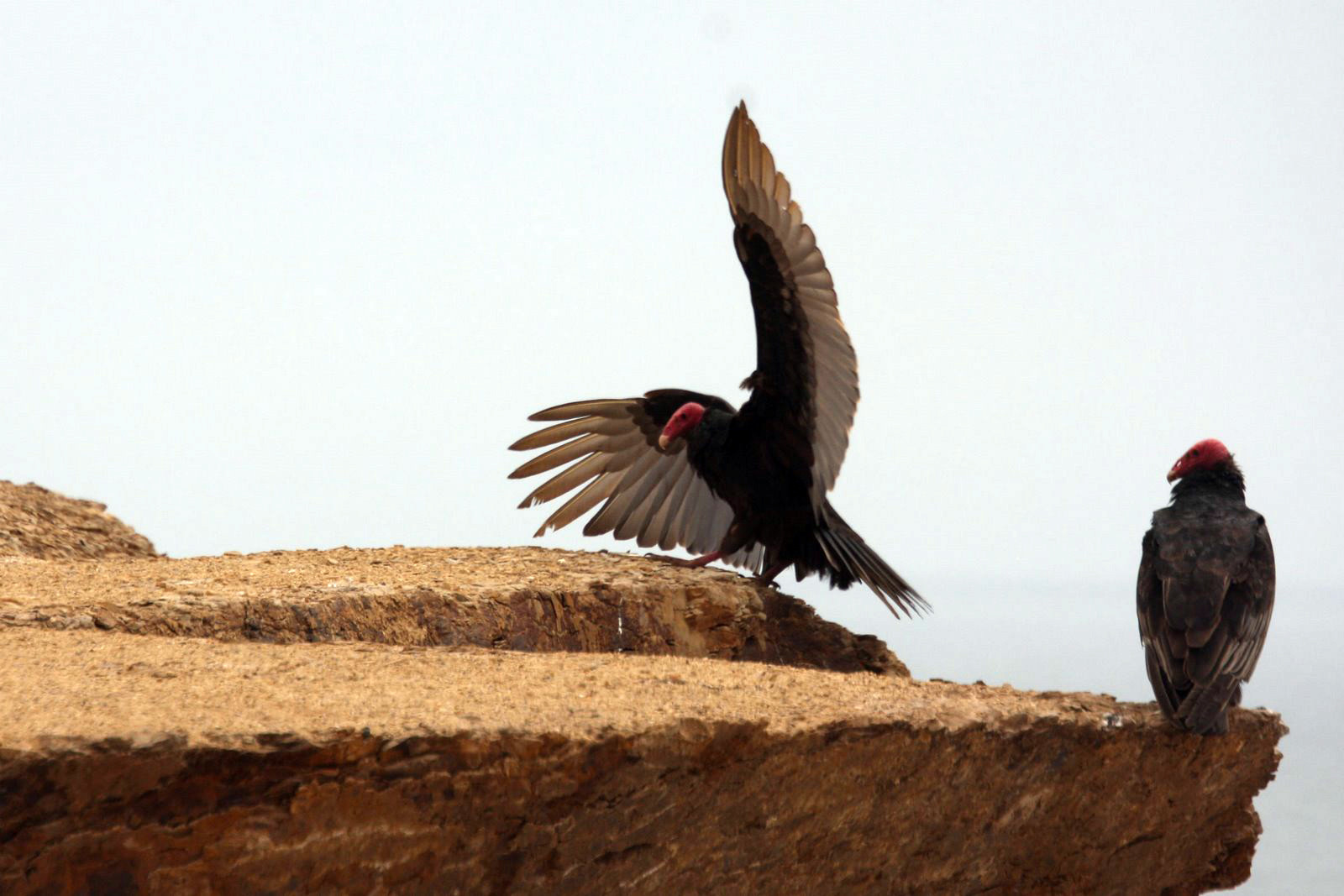 Птицы в заповеднике Паракас – фотографии Перу