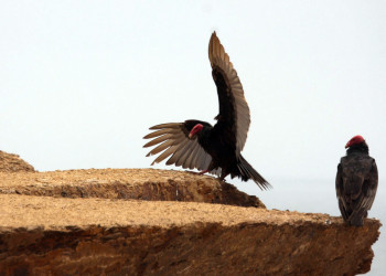 Птицы в заповеднике Паракас – фотографии Перу