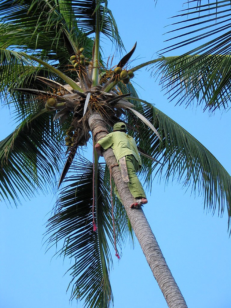 Пунта-Кана, Доминикана, фото № 30480 – фотографии Доминиканы