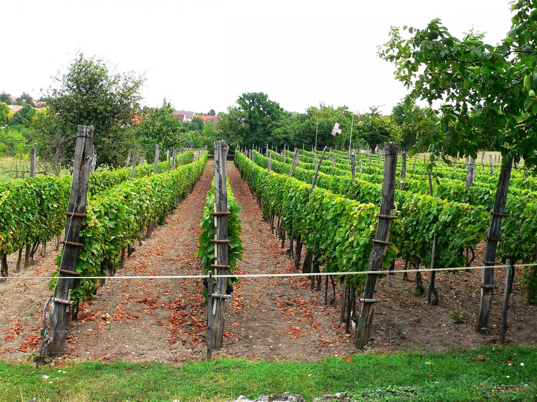 Тихань, Балатон озеро, Венгрия, фото № 69911 – фотографии Венгрии