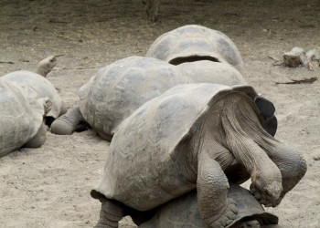 Галапагосские острова, Эквадор, фото № 68200 – фотографии Эквадора