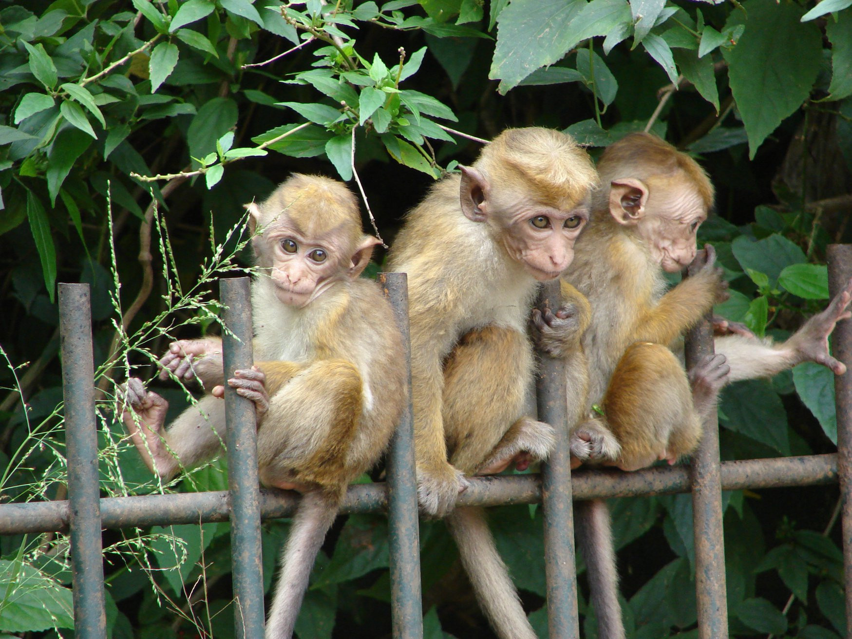 Канди, Шри-Ланка, фото № 51388 – фотографии Шри-Ланки