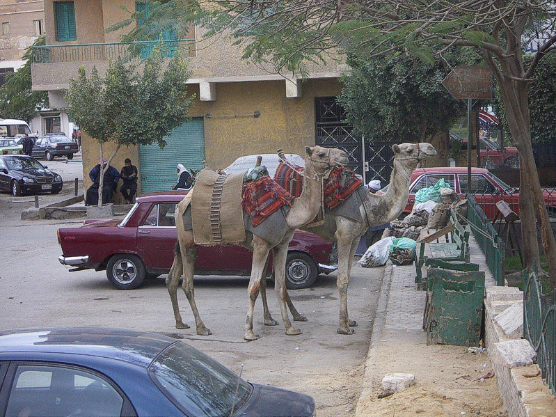 Каир, Египет, фото № 35138 – фотографии Египта
