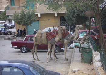 Каир, Египет, фото № 35138 – фотографии Египта