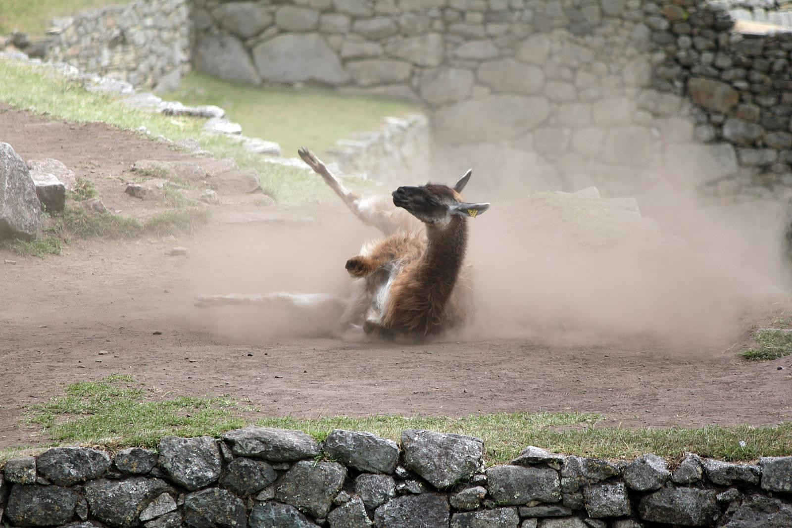 Южноамериканское млекопитающее – фотографии Перу