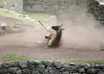 Южноамериканское млекопитающее – фотографии Перу
