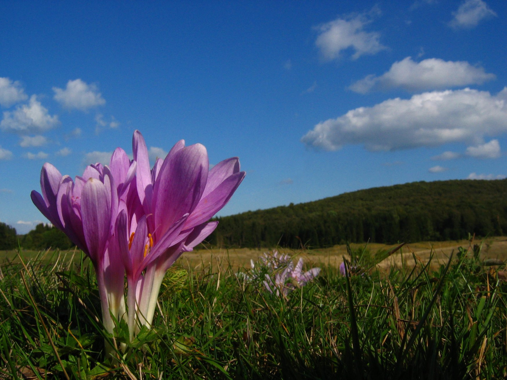Бюкк Национальный Парк, Венгрия, фото № 70077 – фотографии Венгрии