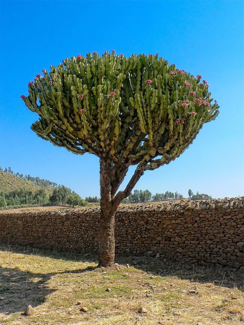 Дерево – фотографии Эфиопии