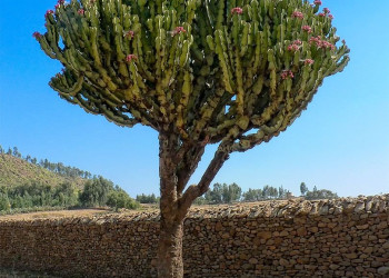 Дерево – фотографии Эфиопии