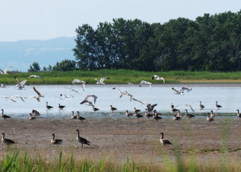 Птицы на озере Нойзидлер-Зе (Neusiedler See) – фотографии Австрии