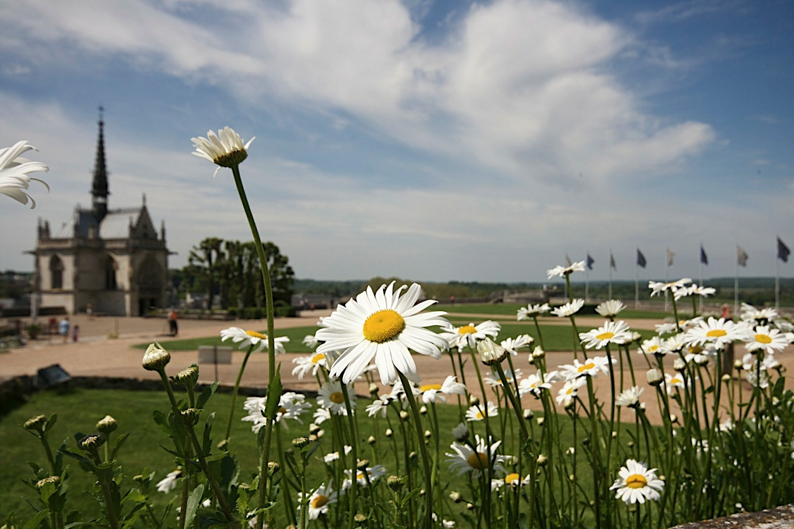 Цветы на острове Ре, Франция – фотографии Франции