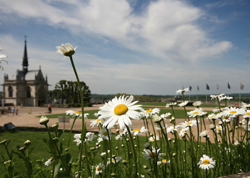 Цветы на острове Ре, Франция – фотографии Франции