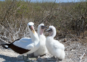Галапагосские острова, Эквадор, фото № 68237 – фотографии Эквадора