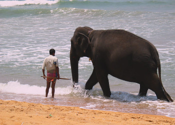 Ваддува, Шри-Ланка, фото № 50799 – фотографии Шри-Ланки