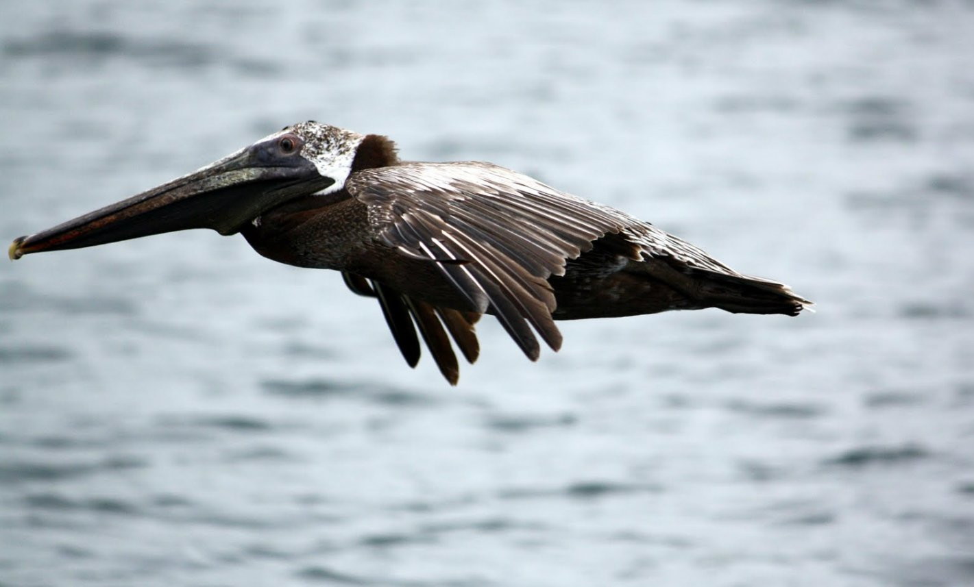 StKitts – фотографии Сент-Китс и Невис