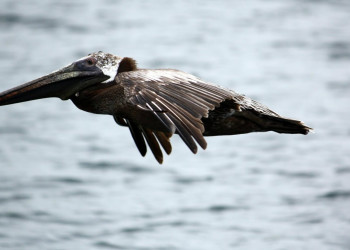 StKitts – фотографии Сент-Китс и Невис