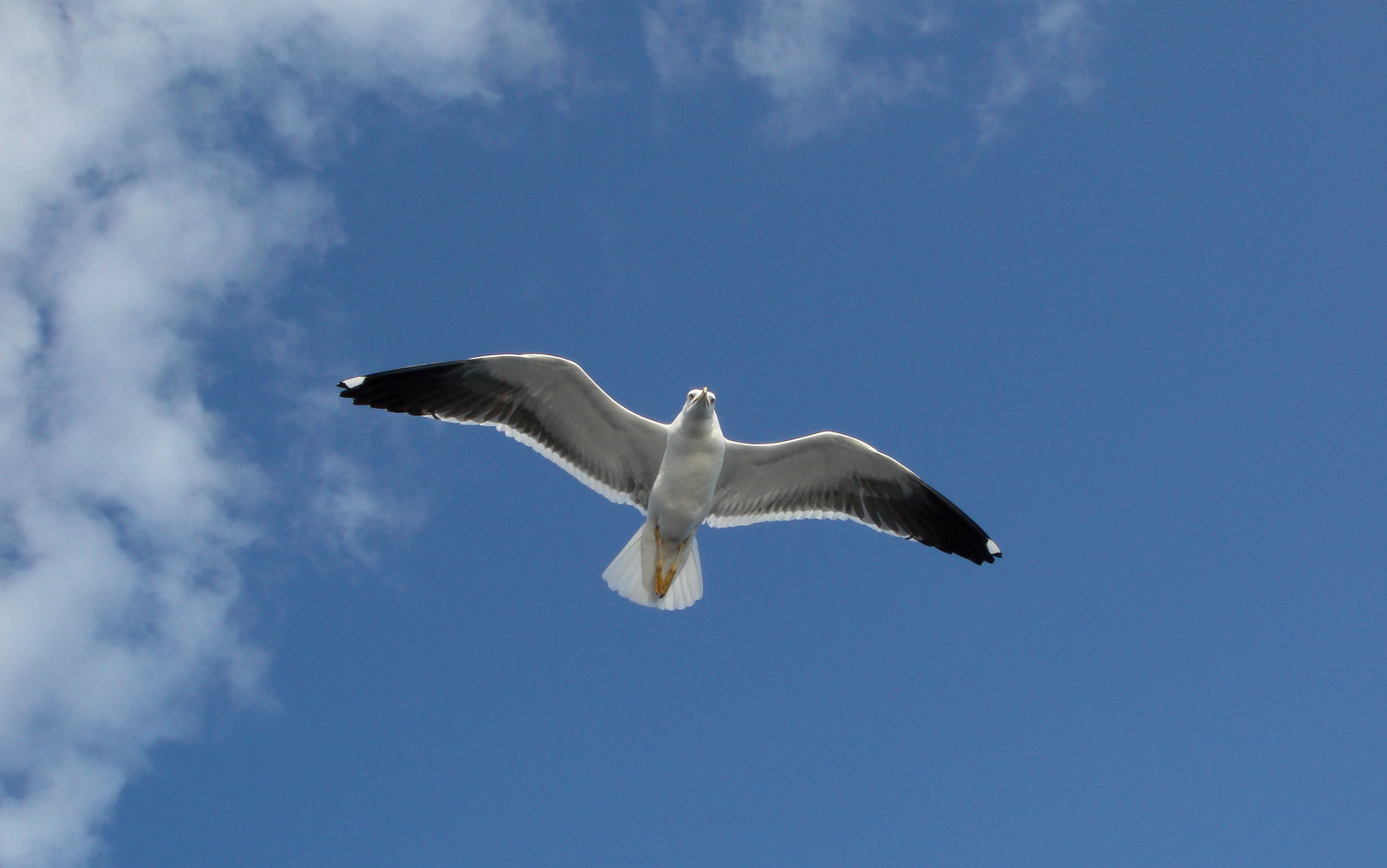 Соловецкие чайки – фотографии России