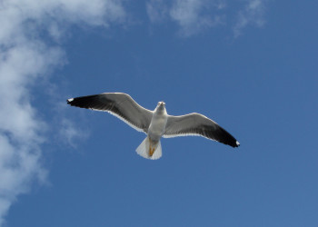 Соловецкие чайки – фотографии России