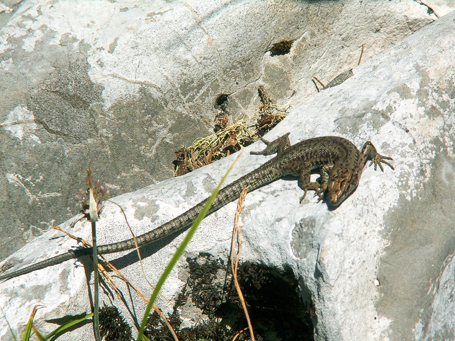 Ящерица в Дурмитор, Черногория – фотографии Черногории