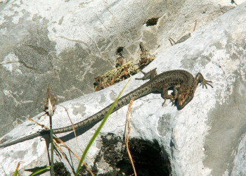 Ящерица в Дурмитор, Черногория – фотографии Черногории