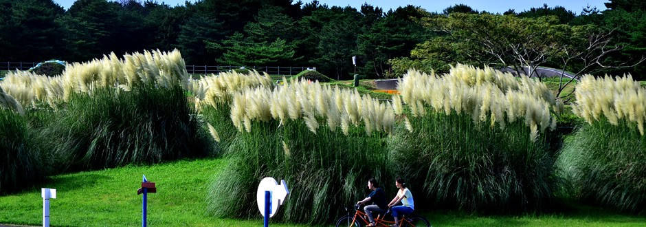 Самые красивые парки мира: Парк Хитачи-Сисайд – фотографии Японии