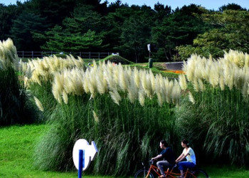 Самые красивые парки мира: Парк Хитачи-Сисайд – фотографии Японии