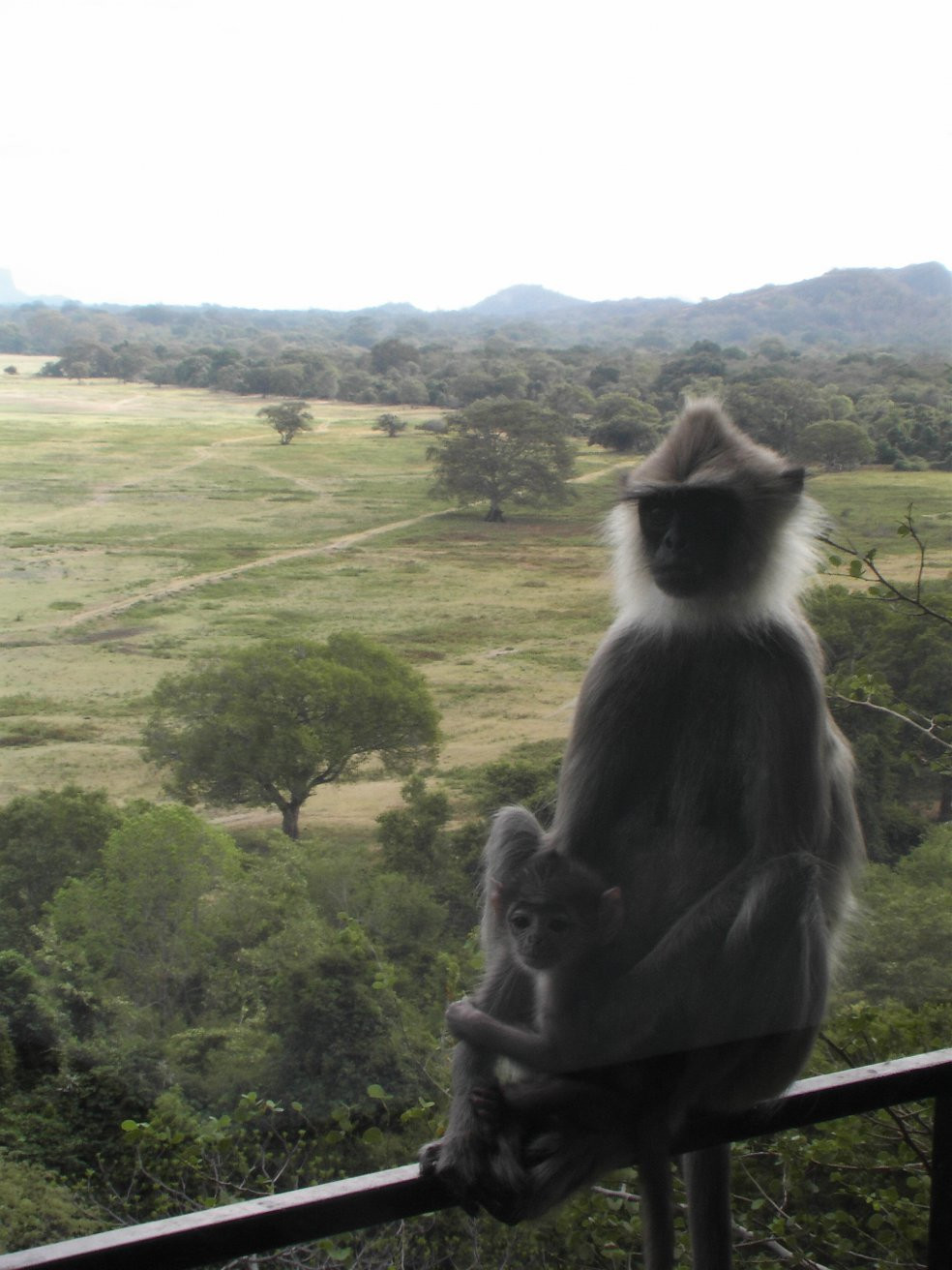 Кандалама, Шри-Ланка, фото № 51276 – фотографии Шри-Ланки