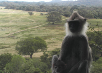 Кандалама, Шри-Ланка, фото № 51276 – фотографии Шри-Ланки