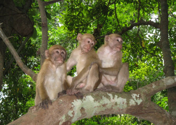 Обезьянки на дереве в Канчанабури, Тайланд – фотографии Таиланда