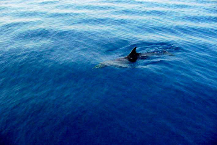 Шарм-эль-Шейх, Египет, фото № 35680 – фотографии Египта