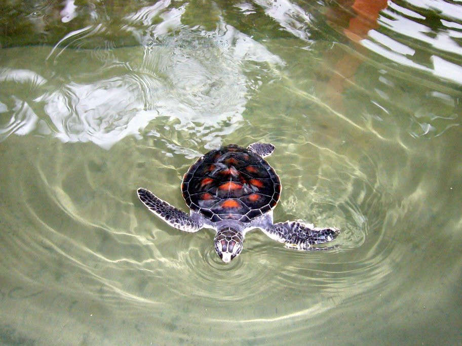 Коcгода, Шри-Ланка, фото № 51535 – фотографии Шри-Ланки