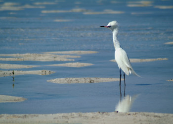 Птица на острове Андрос, Багамские острова. Фото 1 – фотографии Багамских островов