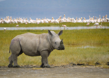 Носорог – фотографии Кении