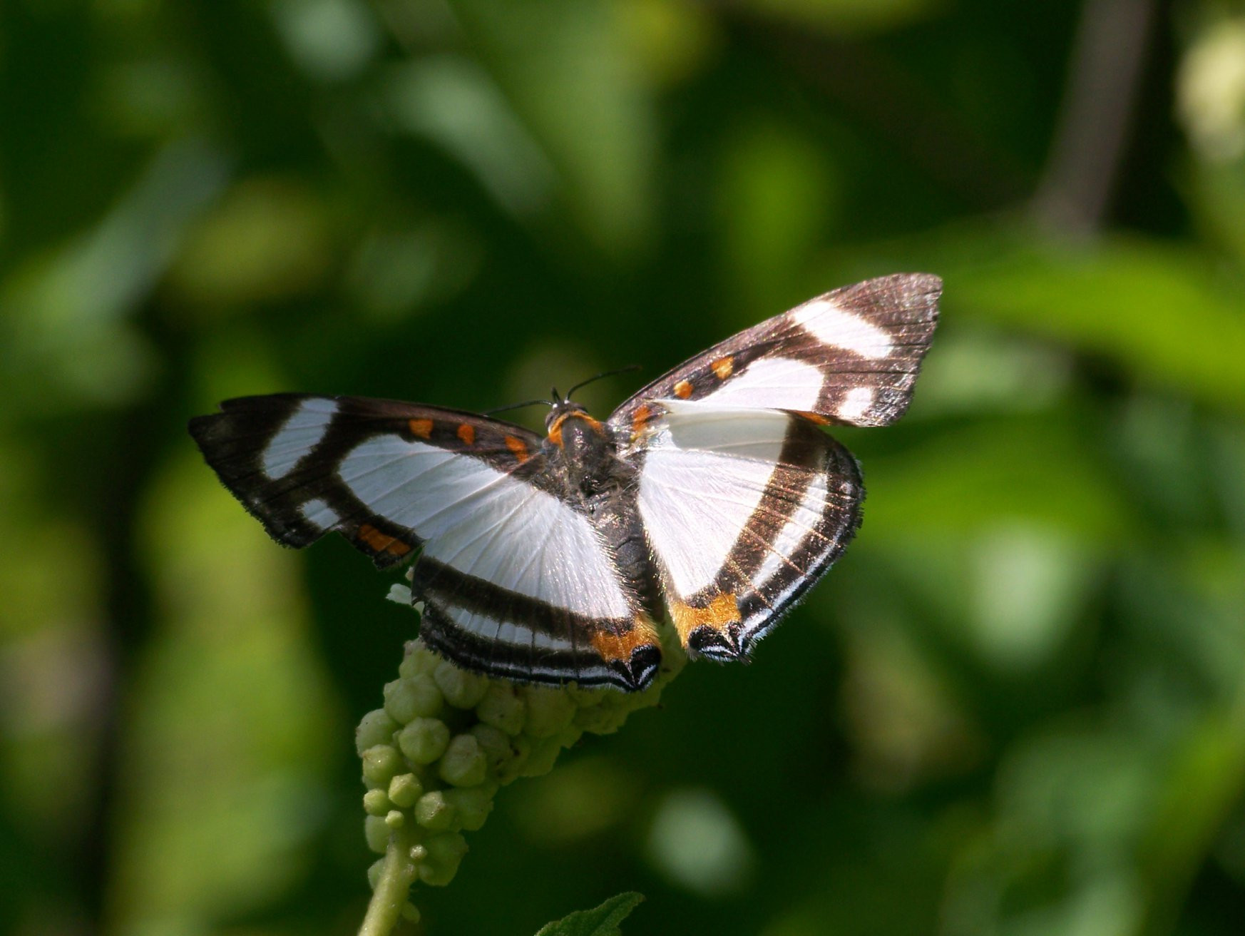 Санта Роза Национальный Парк, Гуанакасте провинция, Коста-Рика, фото № 39315 – фотографии Коста-Рики