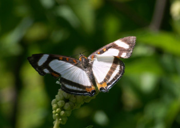 Санта Роза Национальный Парк, Гуанакасте провинция, Коста-Рика, фото № 39315 – фотографии Коста-Рики